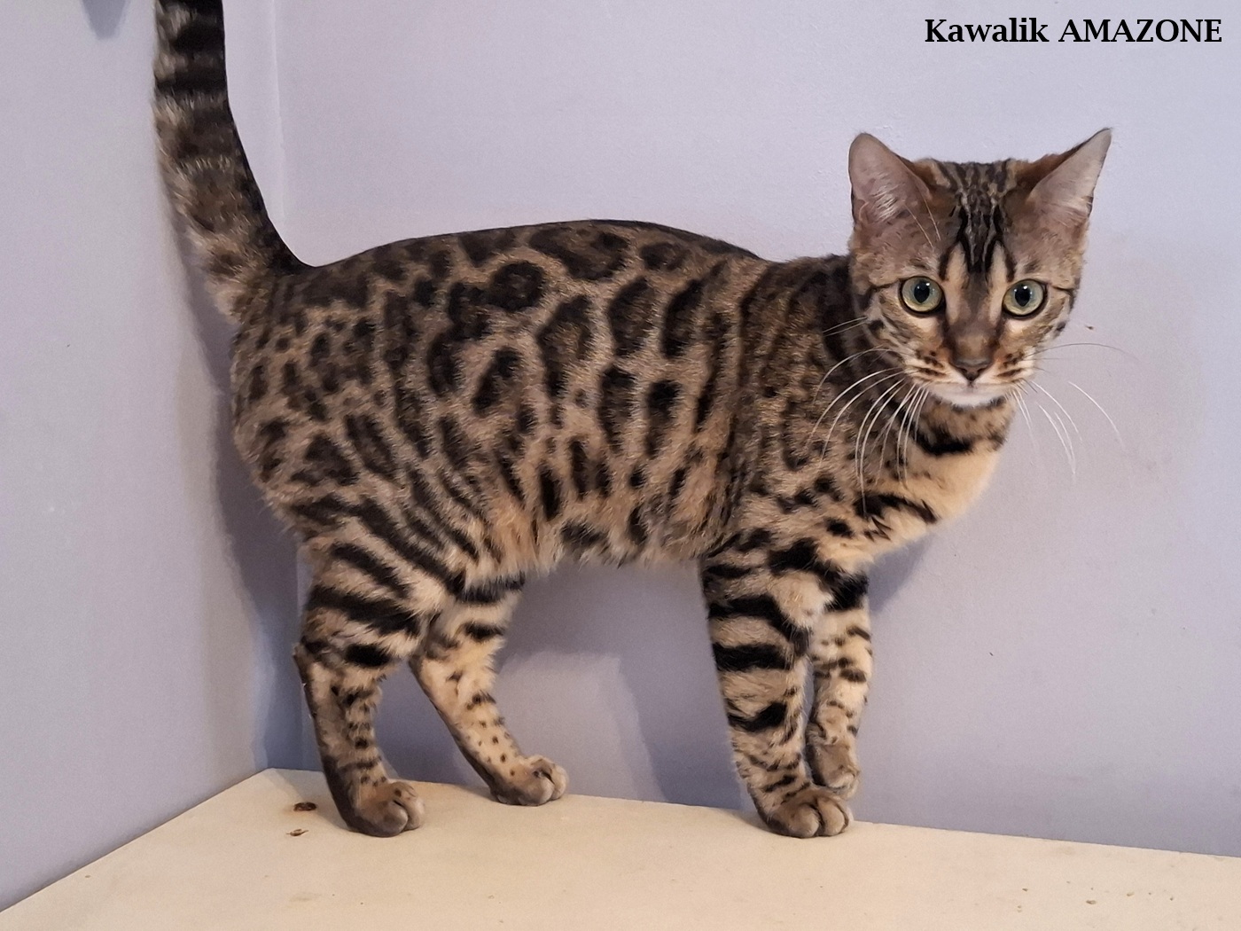 bengal snow